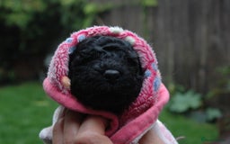 Toy Poodle dogs for sale: Toy Poodle  - Image 23