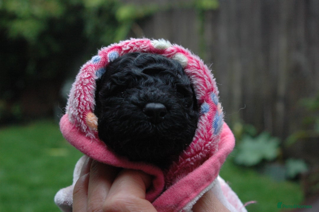 Toy Poodle dogs for sale: Toy Poodle  - Image 23
