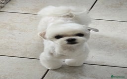 Maltese dogs for stud: 2kg Korean Maltese Stud dog  in St. Neots - Image 1