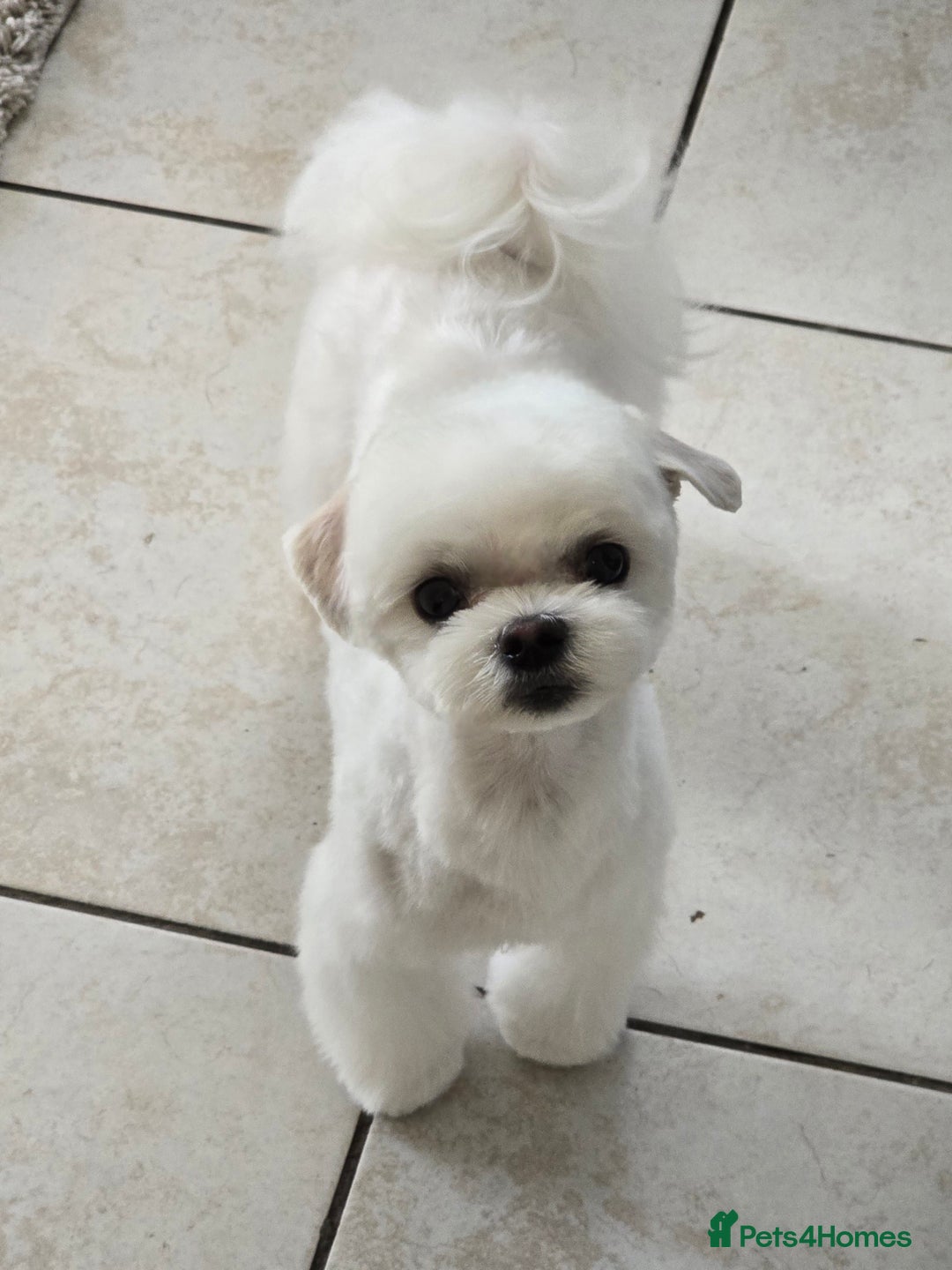 Maltese dogs for stud: 2kg Korean Maltese Stud dog  in St. Neots - Image 1