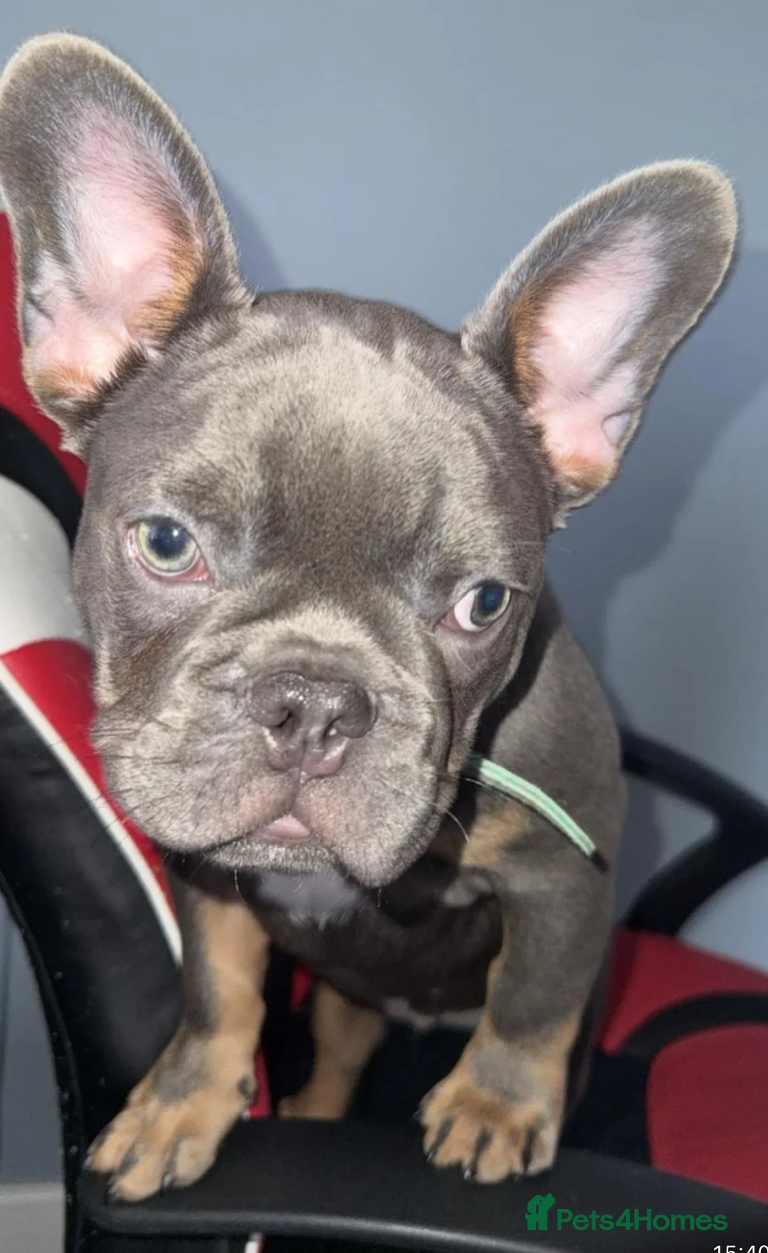 French Bulldog dogs for sale: French bull dog  - Advert 3