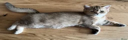 British Longhair cats for sale: GCCF reg Golden British Longhair/Shorthair Kittens - Advert 4