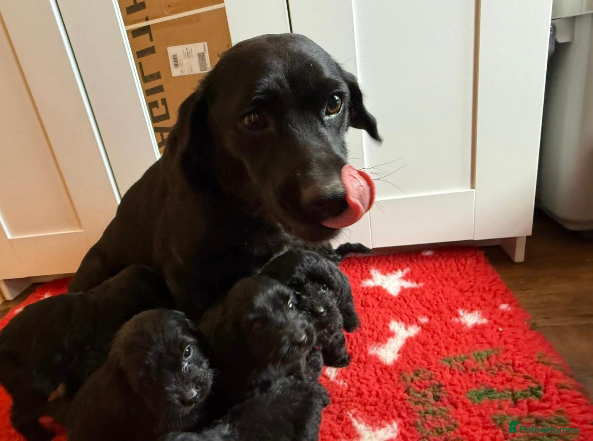 Labradoodle dogs F1 labradoodle puppy’s  - Advert 5