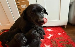 Labradoodle dogs for sale: F1 labradoodle puppy’s  - Image 1