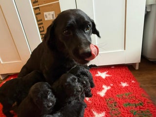 Labradoodle dogs - Advert 5