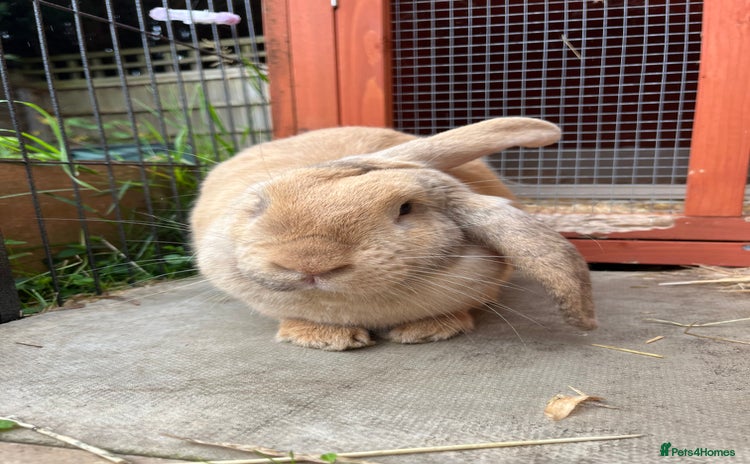 English Lop rabbits - Advert 1