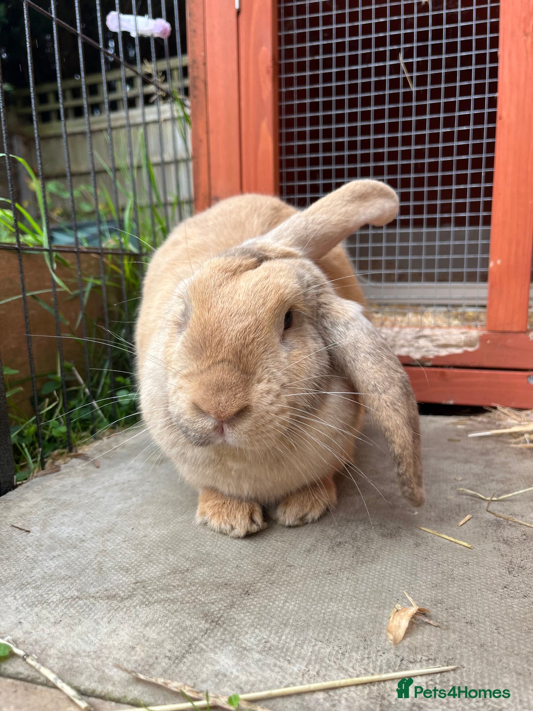 English Lop rabbits for sale: Flopsy English Lop, hutch and toys! - Image 1