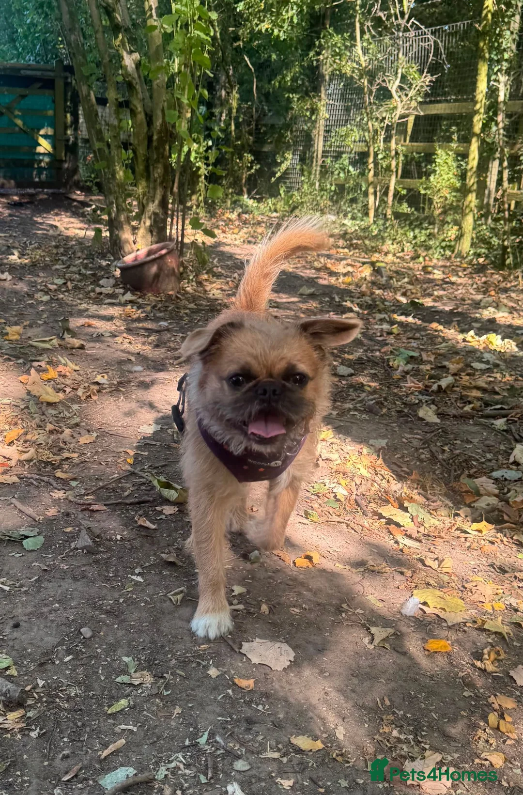 Pug dogs for adoption: Buddy - Advert 4