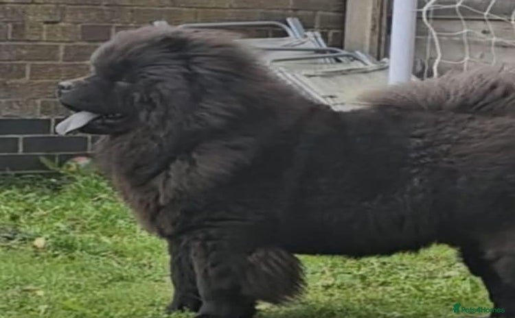 Chow Chow dogs - Advert 10