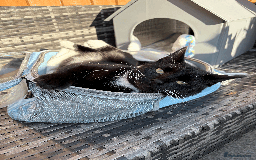 Domestic Shorthair cats for sale: A loving home for this little cat - Image 5