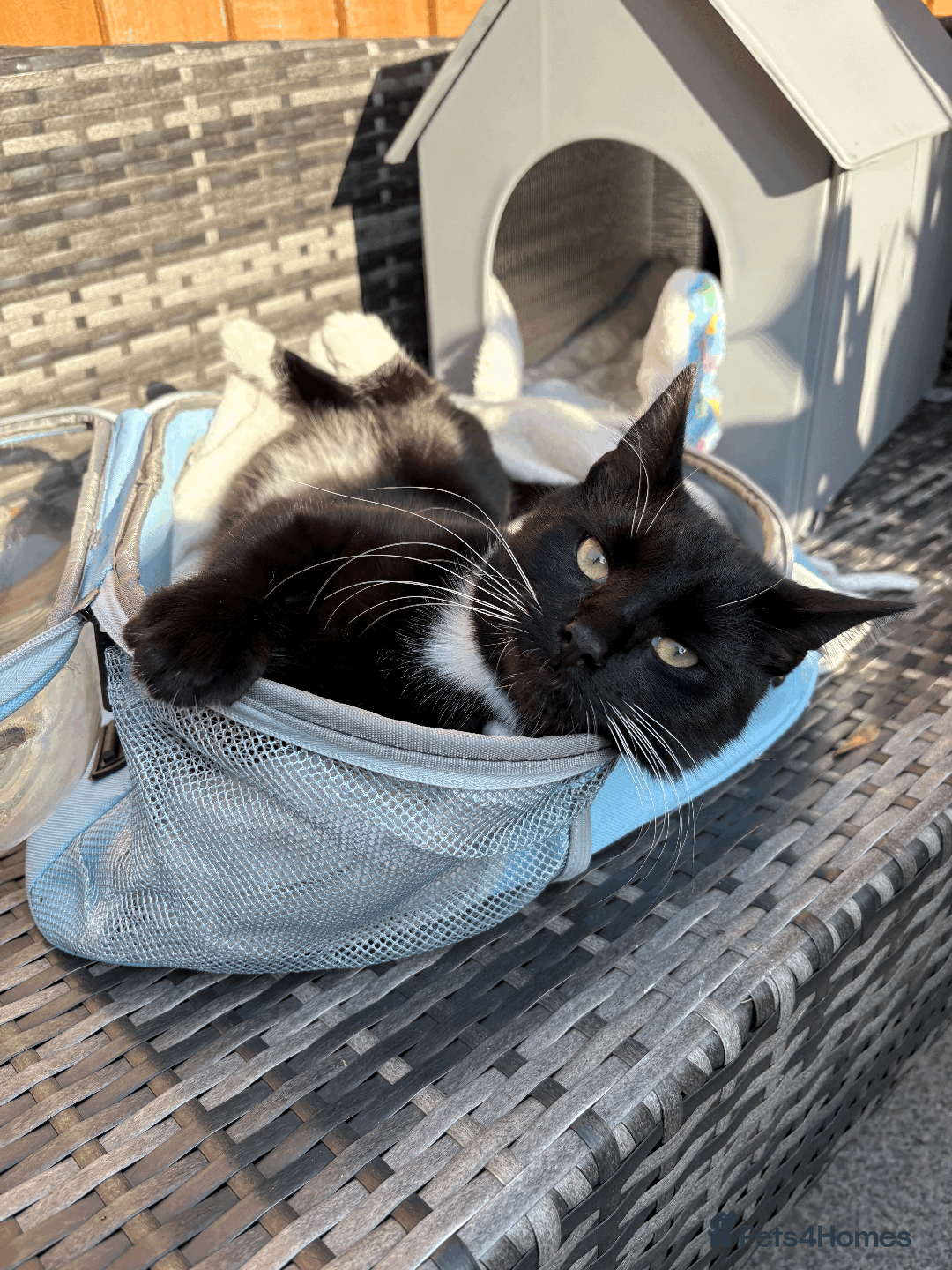Domestic Shorthair cats for sale: A loving home for this little cat - Image 5