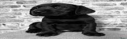 Labrador Retriever dogs for sale: BLACK LAB PUPS 270 CLEAR DNA - READY NOW  - Advert 9