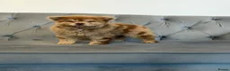 Chow Chow dogs for sale: Stunning exotic colour chowski puppies for sale  - Advert 16