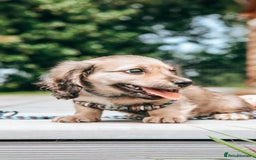 Miniature Dachshund dogs for sale: CREAM MINIATURE DACHSHUNDS CHAMPION PEDIGREE  - Image 14
