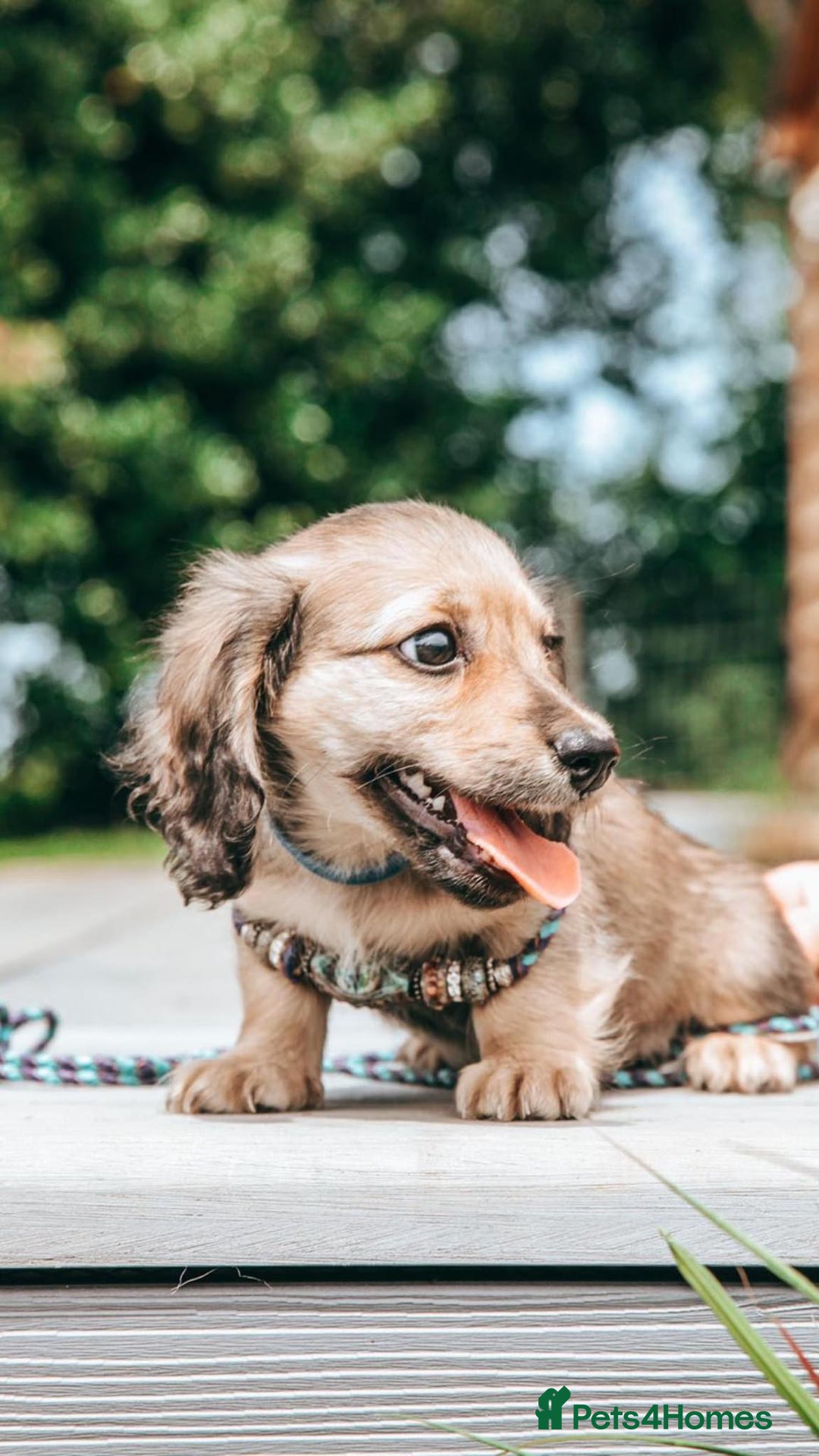 Miniature Dachshund dogs for sale: CREAM MINIATURE DACHSHUNDS CHAMPION PEDIGREE  - Image 14