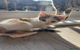 Mixed Breed cats for sale: Cute mixed Bengal kittens  - Image 11