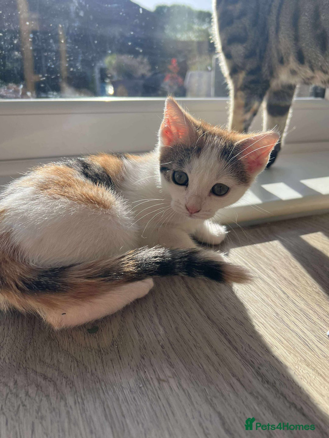 Mixed Breed cats for sale: Cute mixed Bengal kittens  - Image 11