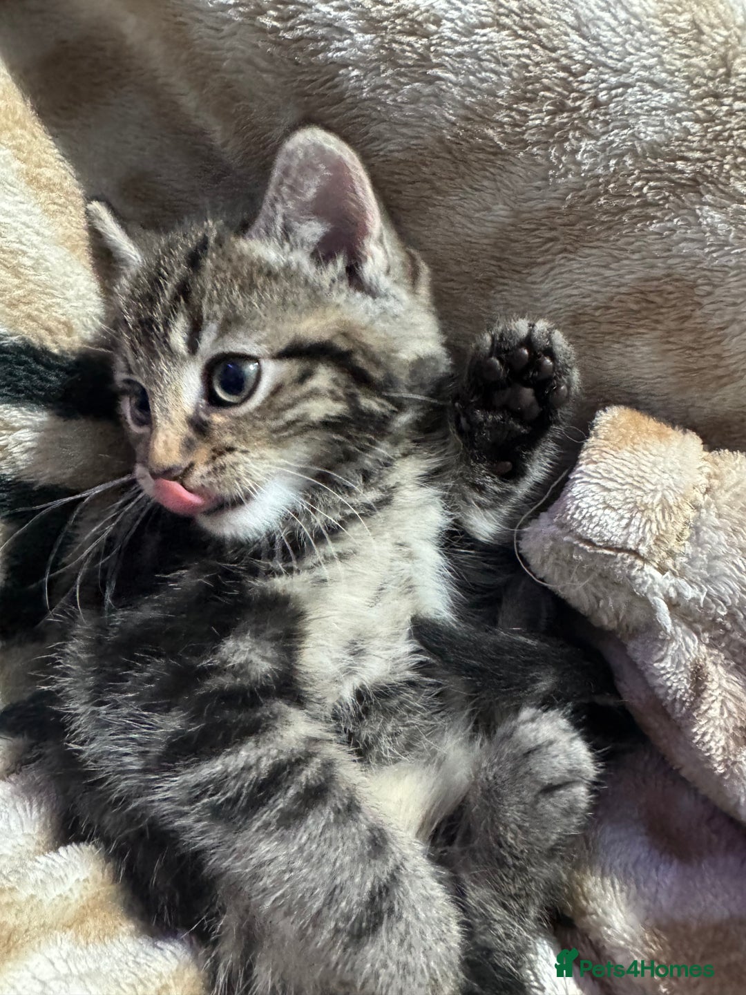 Mixed Breed cats for sale: Ginger and tabby kitten - Advert 4