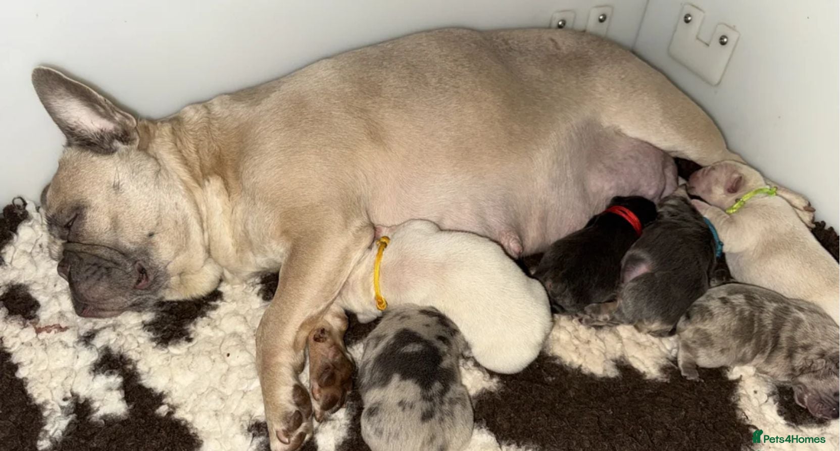 French Bulldog dogs Beautiful French Bulldog Puppies - Advert 4
