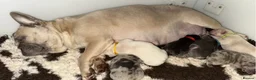 French Bulldog dogs for sale: Beautiful French Bulldog Puppies in Cardiff - Advert 1