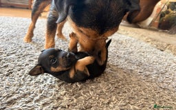 Mixed Breed dogs for sale: Male puppy - Image 1