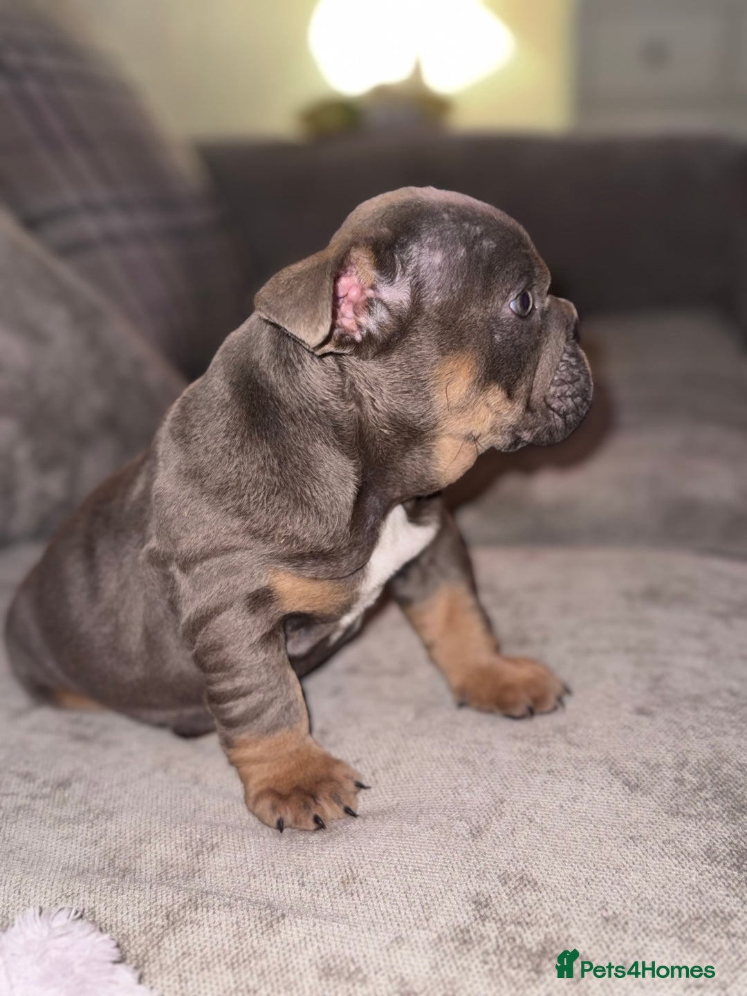 English Bulldog dogs for sale: Last little lady, English Bulldog  - Advert 16