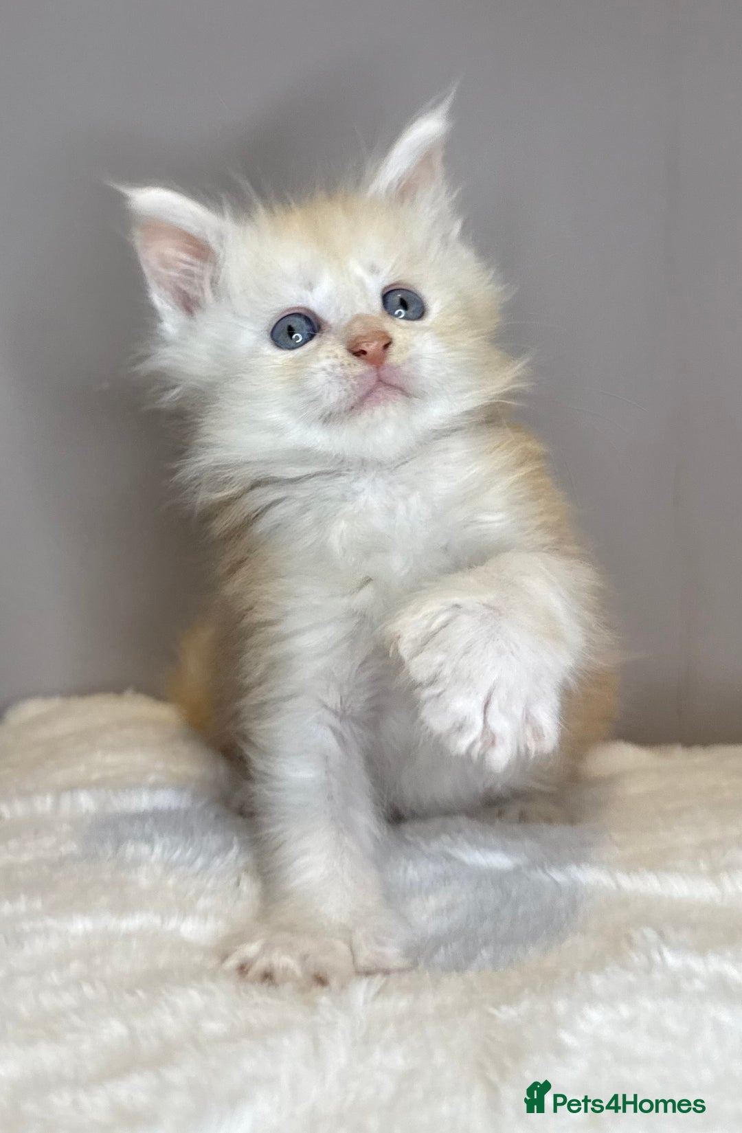Maine Coon cats for sale: Polydactyl Red Silver Boy - Advert 3