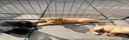 Labrador Retriever dogs for sale: 7 gorgeous kc Labrador puppies - Advert 3