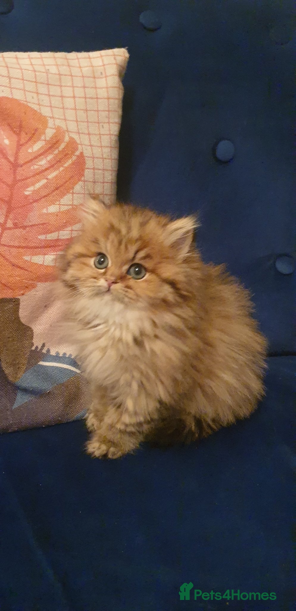 Ragdoll cats 💖Beautiful Pedigree Chinchilla Persian Kitten. - Advert 2