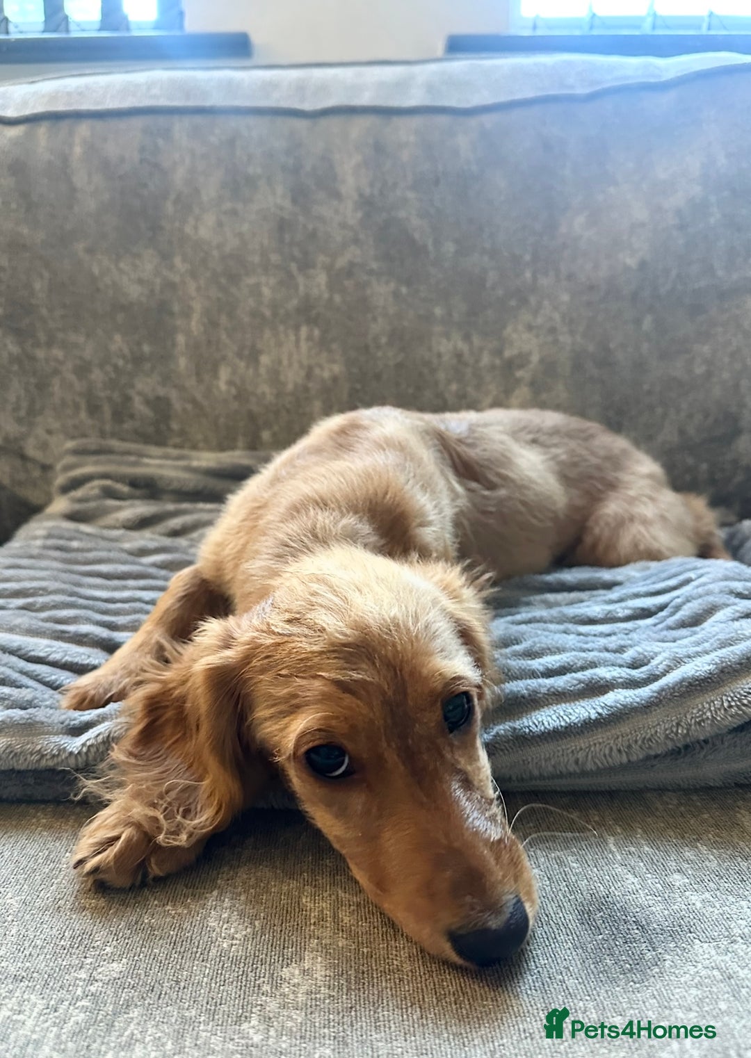 Cocker Spaniel dogs for sale: Beautiful Daisy looking for a forever home - Image 7