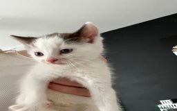 British Shorthair cats for sale: Last of the bunch brown and white kitten for sale  - Image 2