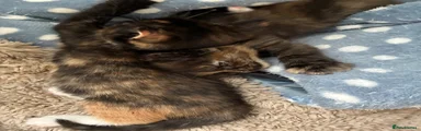 Soo fluffy image of her mummy 