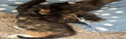 British Longhair cats for sale: Maine coon  mother -  5 half Maine coon kittens  - Advert 13