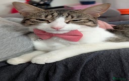 Mixed Breed cats for sale: Tinkerbell is Ready Free to good home! - Image 10