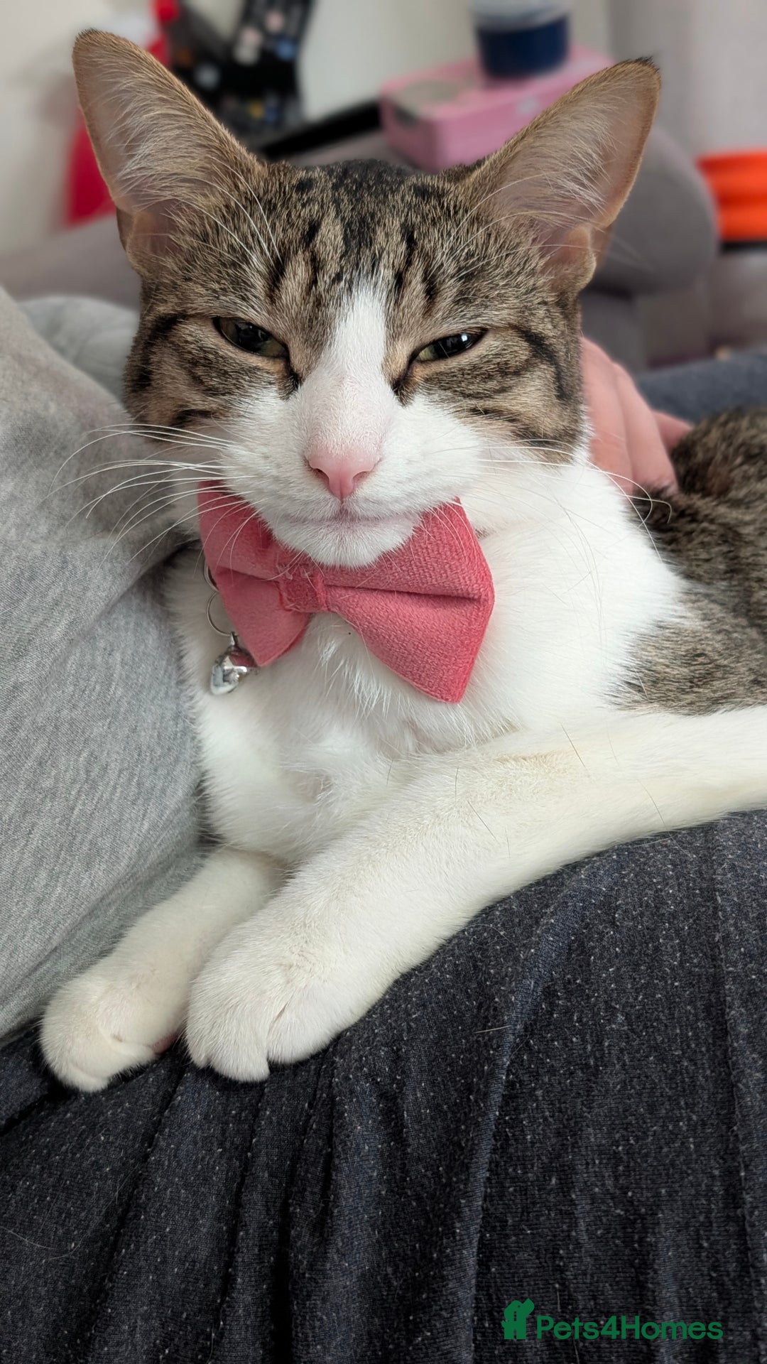 Mixed Breed cats for sale: Tinkerbell is Ready Free to good home! - Image 10