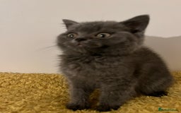 British Shorthair cats for sale: Male British shorthair kitten  - Image 4