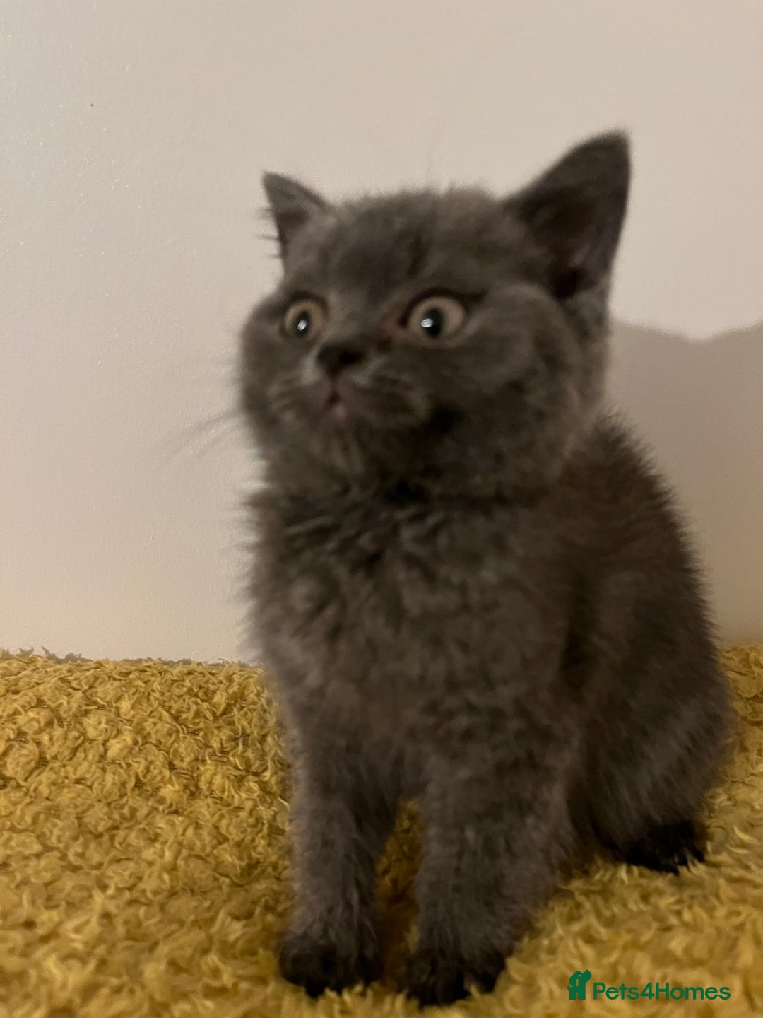 British Shorthair cats for sale: Male British shorthair kitten  - Image 4