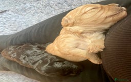 Cavapoo dogs for sale: Cavapoo - Image 6