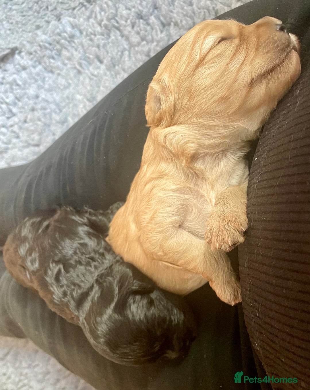 Cavapoo dogs for sale: Cavapoo - Image 6