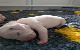 Dalmatian dogs for sale: Looking for 5* homes   - Image 7