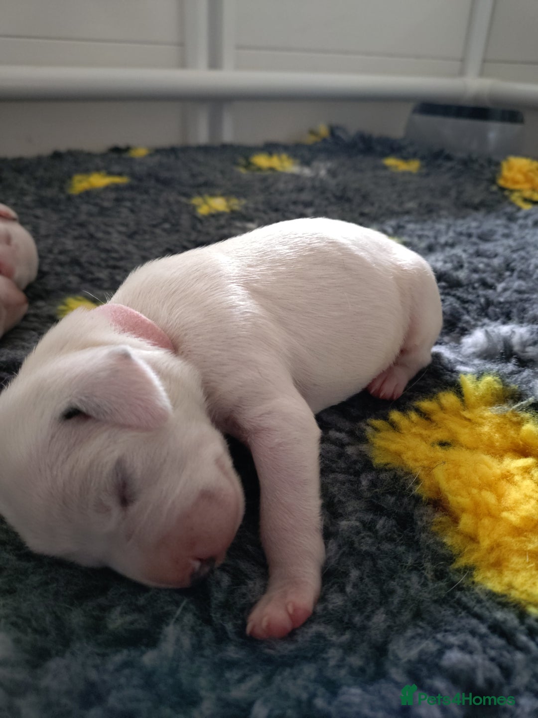 Dalmatian dogs for sale: Looking for 5* homes   - Image 7