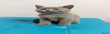 British Shorthair Blue collar 