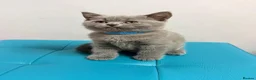 British Shorthair cats for sale: Ready now 💙❤️Fluffy’s BSH💙❤️ - Advert 29