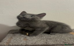 Mixed Breed cats for sale: 4 gorgeous kittens available now  - Image 2