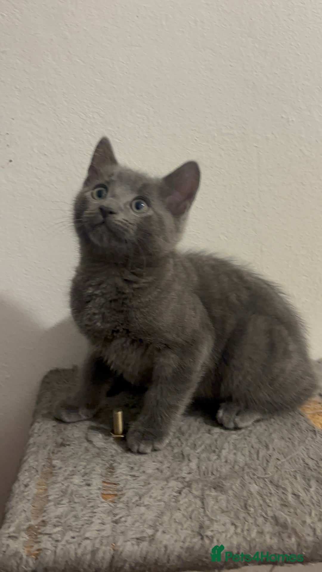 Mixed Breed cats for sale: 4 gorgeous kittens available now  - Image 2