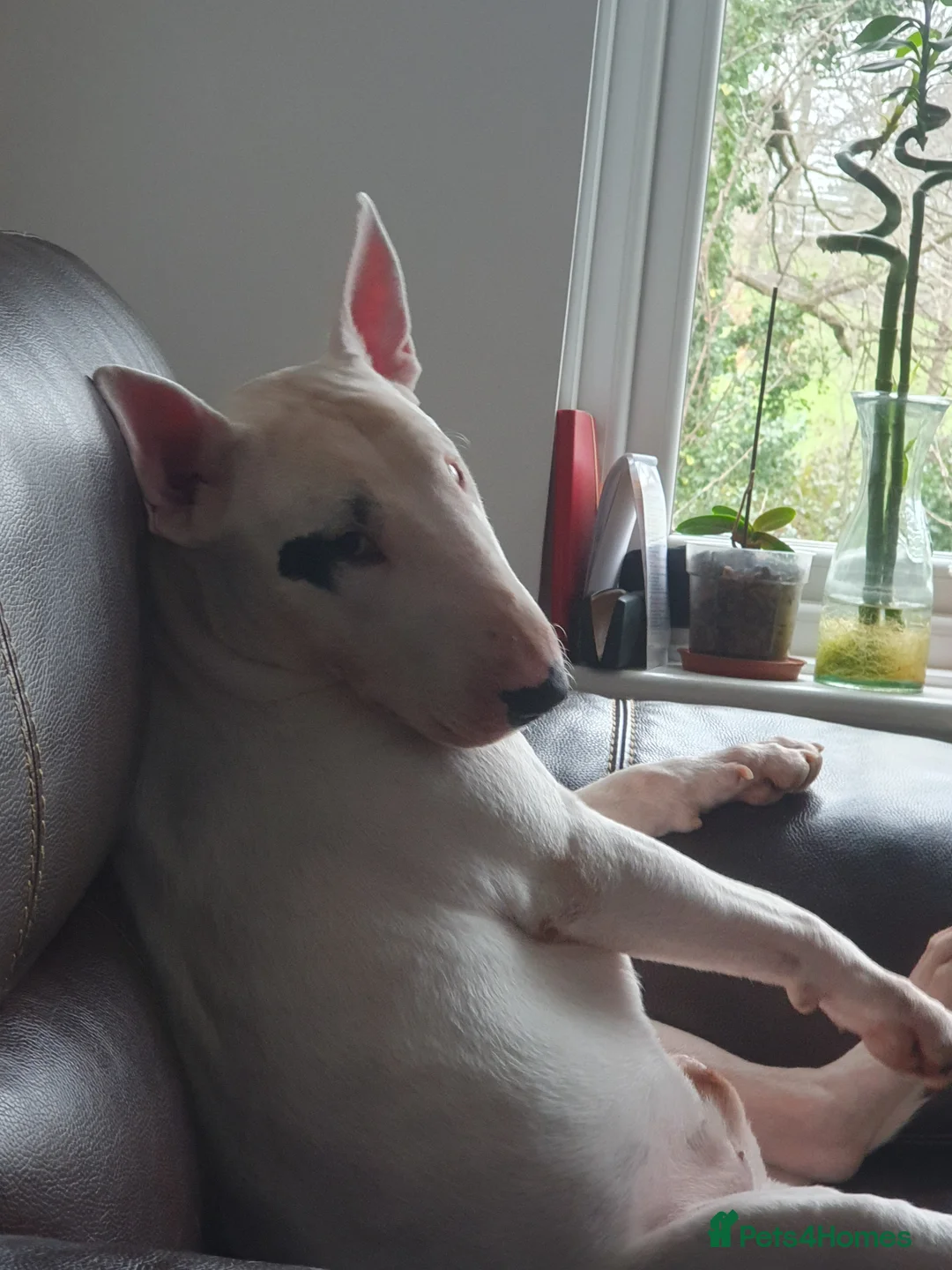 Bull Terrier dogs for stud: Tyson  in Dartford - Advert 13