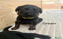 Mixed Breed dogs for sale: Golden Retriever/ German Shepherd puppies  - Image 7