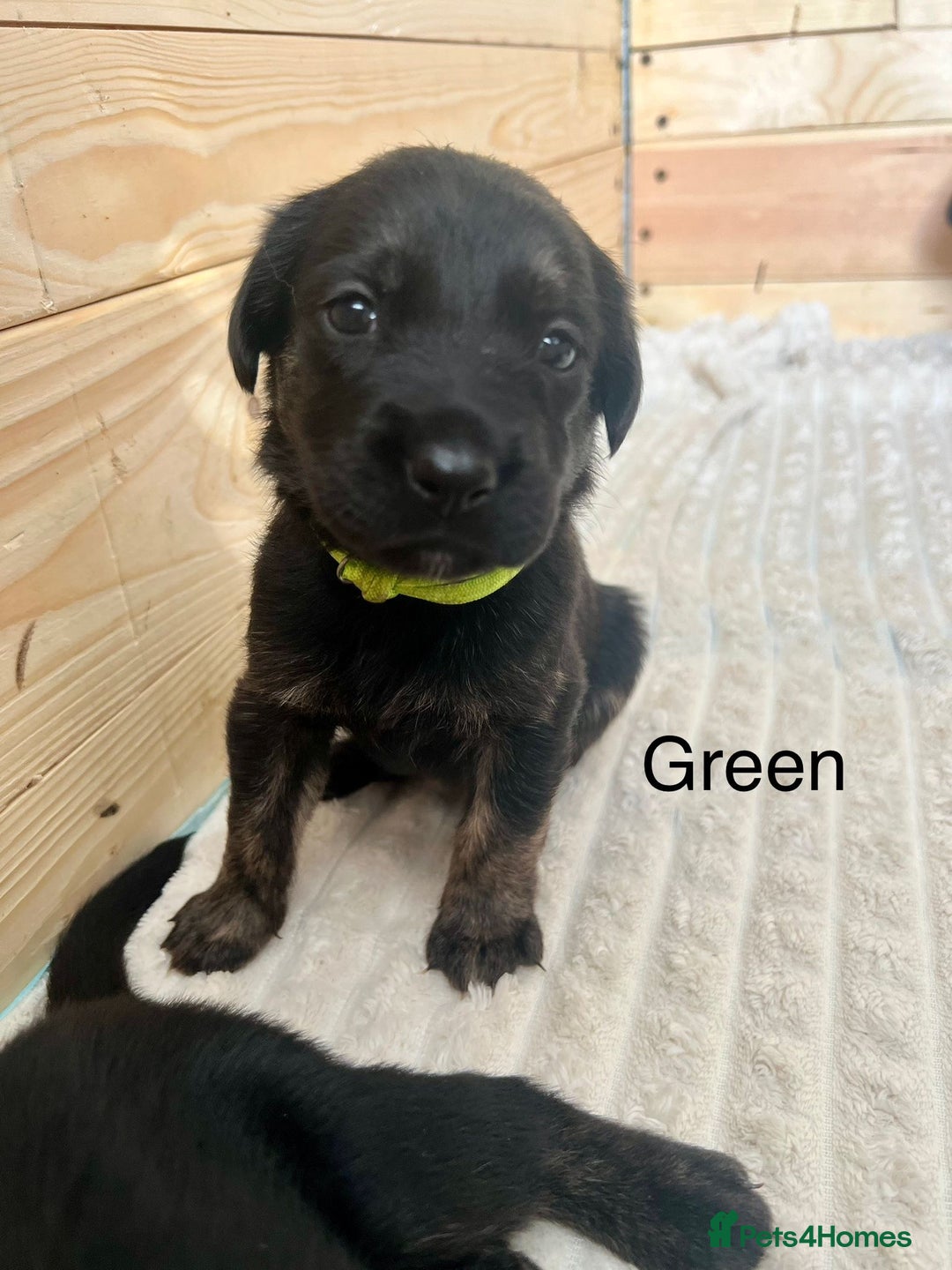 Mixed Breed dogs for sale: Golden Retriever/ German Shepherd puppies  - Image 7