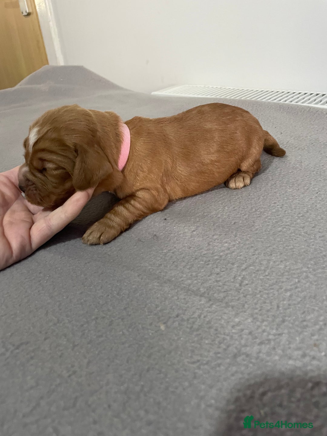 Cocker Spaniel dogs for sale: Cocker Spaniel Puppies - Advert 9