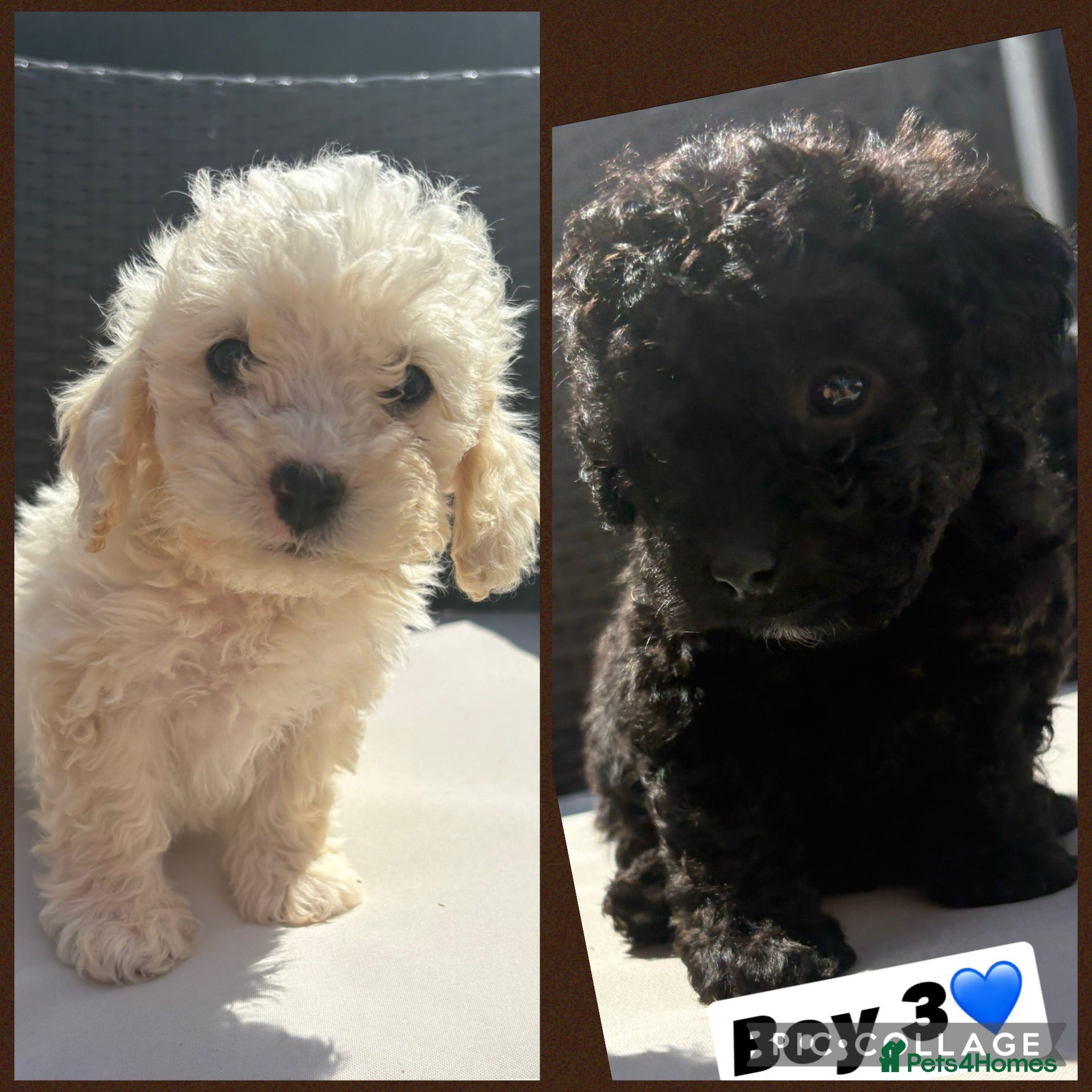 Cavapoo dogs F2 Cavapoo puppies for sale - Advert 4